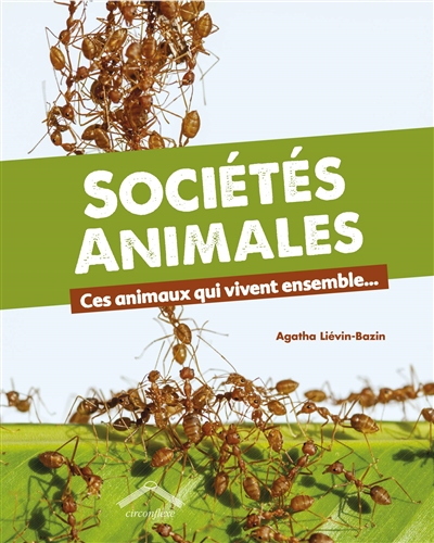 Sociétés animales