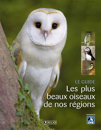 Les plus beaux oiseaux de nos régions