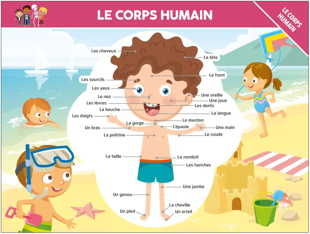Poster - Le corps humain (recto-verso)
