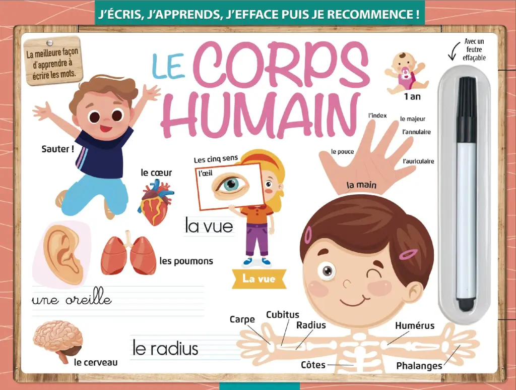 ARDOISE EFFACABLE RIGIDE CORPS HUMAIN