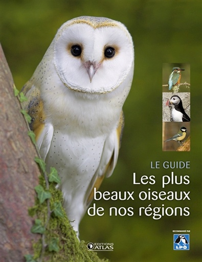 Les plus beaux oiseaux de nos régions