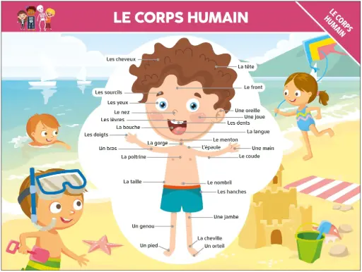 [MXL2925] Poster - Le corps humain (recto-verso)